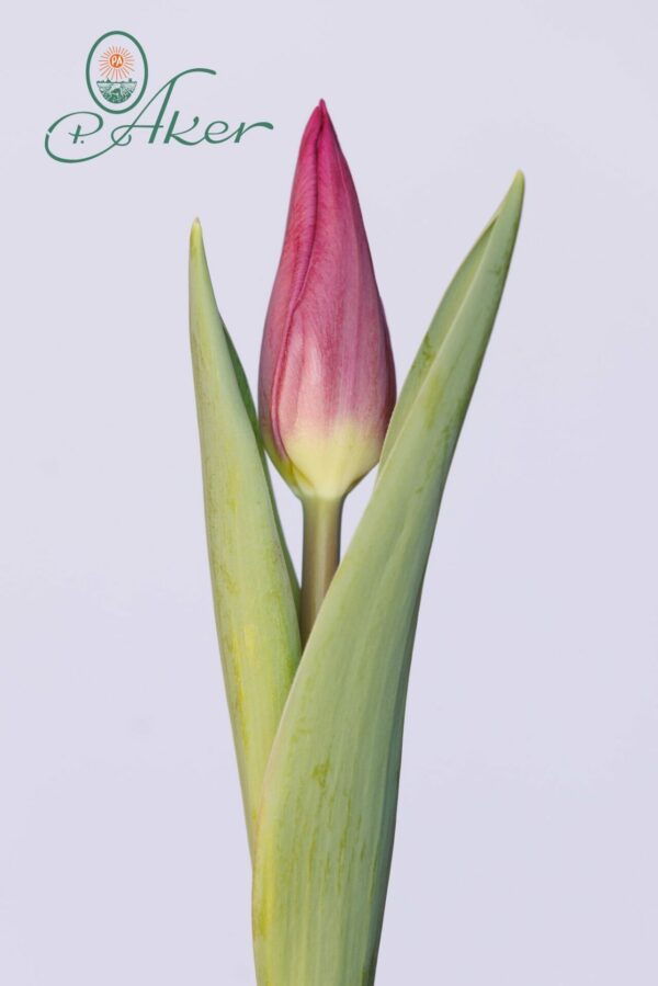Single purple tulip Purple Trophy