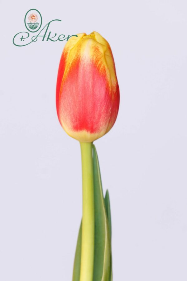 Single red/yellow tulip Roman Power