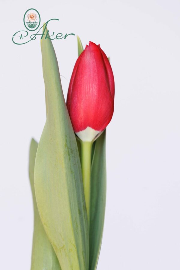 Single red tulip Sacre Coeur