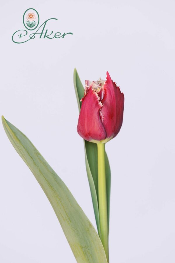 Single purple fringed tulip San Pablo