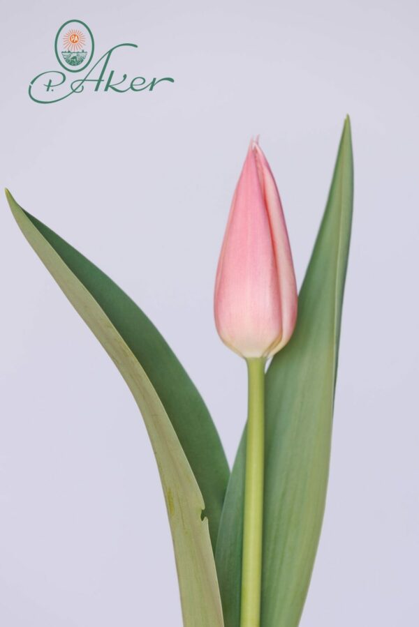 Single pink tulip Sanne